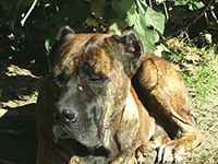 cane corso 